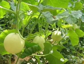 小香瓜视频爆料网站,揭秘娱乐圈幕后真相  第2张